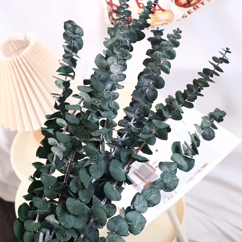 Eucalyptus Preserved - ใบยูคาลิปตัสแห้งแขวนตกแต่ง 10 ชิ้น ขนาดใหญ่ สีเขียว ผลิตจากใบยูคาลิปตัสสด