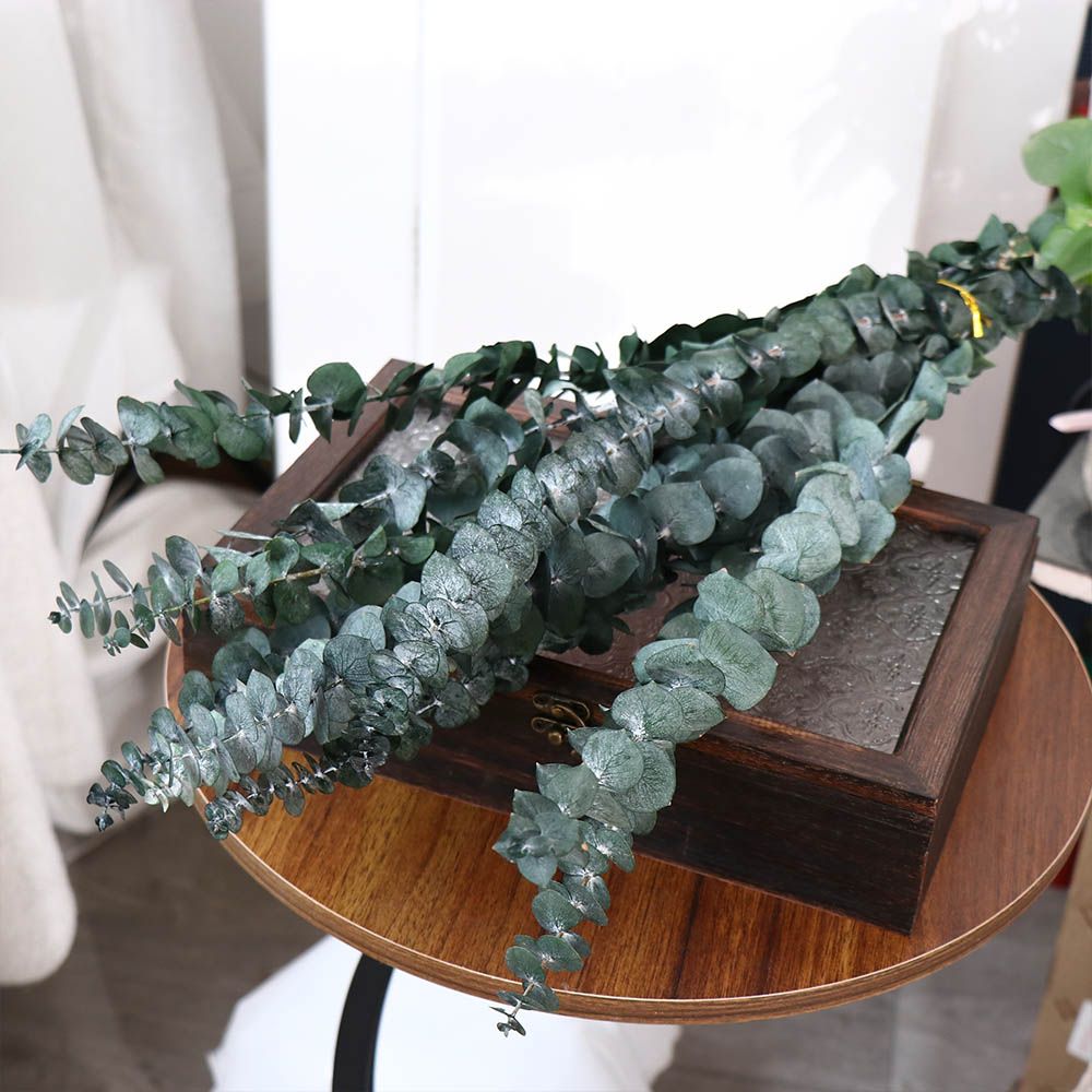 ใบยูคาลิปตัสแห้งแขวนตกแต่ง 10  - Eucalyptus Preserved บทวิจารณ์และราคา