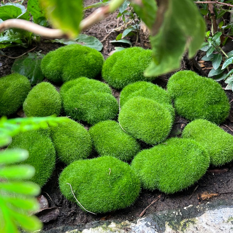 100/5 ชิ้น หินมอสประดิษฐ์ หินม - Preserved Moss Sheet บทวิจารณ์และราคา