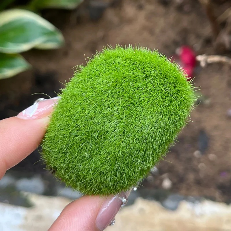 100/5 ชิ้น หินมอสประดิษฐ์ หินม - Preserved Moss Sheet บทวิจารณ์และราคา