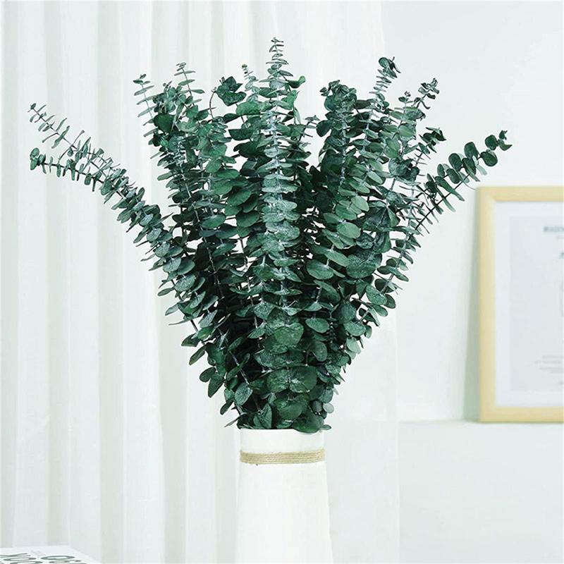 10PCS ใบยูคาลิปตัสจริงแห้งธรรม - Eucalyptus Preserved บทวิจารณ์และราคา