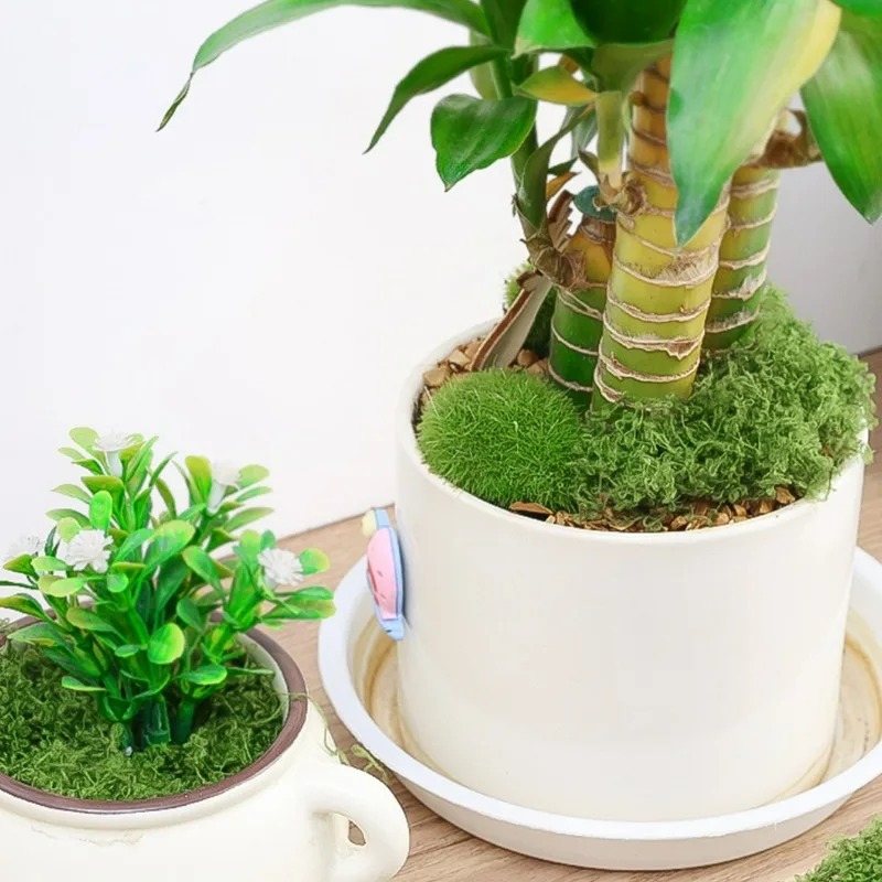 มอสประดิษฐ์เสมือนจริง 30/300 ก - Preserved Moss Sheet บทวิจารณ์และราคา