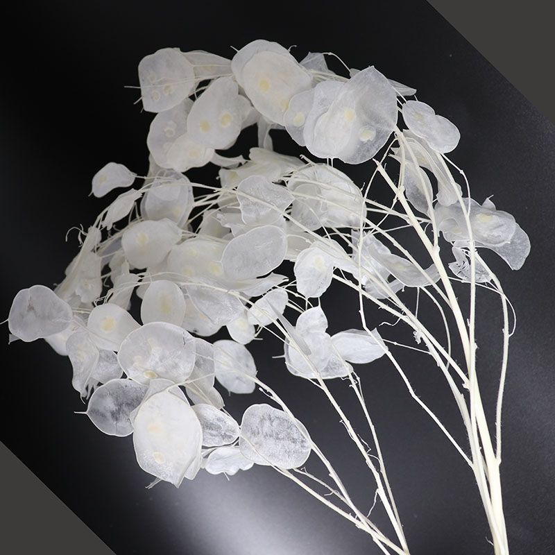 ดอกไม้ lunaria ที่เก็บรักษาไว้ - Eucalyptus Preserved บทวิจารณ์และราคา