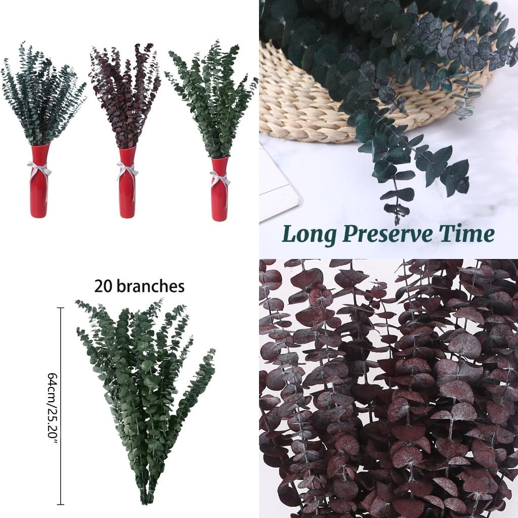 20 ชิ้นที่เก็บรักษาไว้สำหรับยู - Eucalyptus Preserved บทวิจารณ์และราคา
