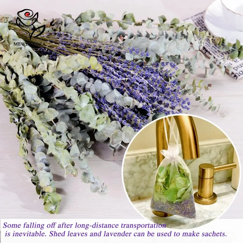 30 ชิ้นดอกไม้แห้ง Preserved Eu - Eucalyptus Preserved บทวิจารณ์และราคา